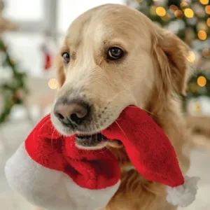 The Irish Blue Cross Christmas Cards 2025
