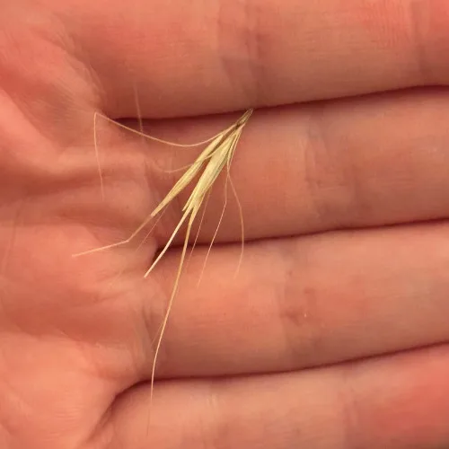 Grass-Seed-for-Website