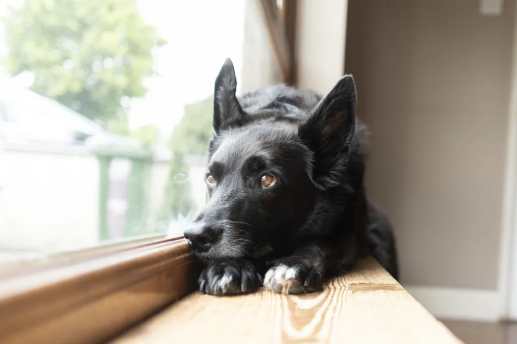 IBX1-Getting-a-Dog-July-scaled