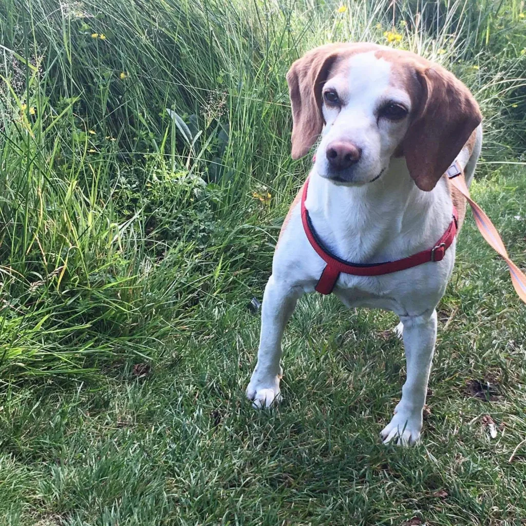 Nancy-Beagle-Irish-Blue-Cross