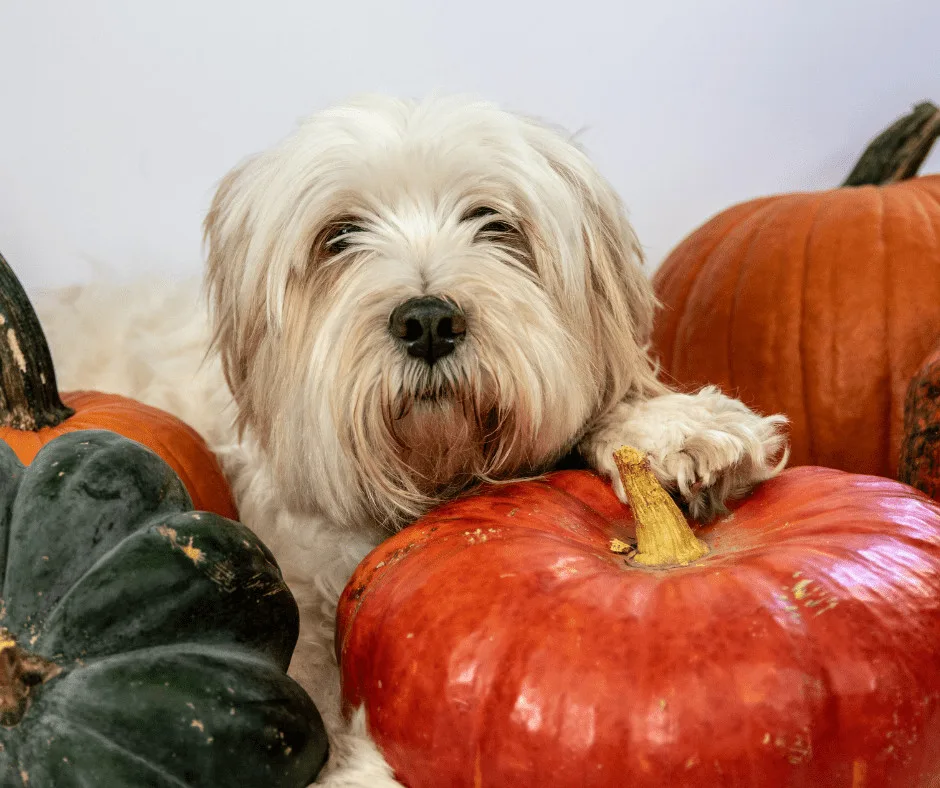 Pumpkin-Dog