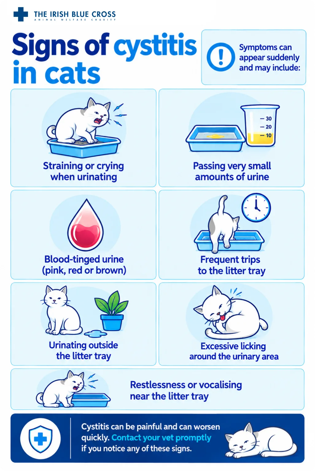 Infographic titled “Signs of cystitis in cats” showing common signs of feline cystitis: straining or crying when urinating, passing very small amounts of urine, blood-tinged urine that may appear pink, red or brown, frequent trips to the litter tray, urinating outside the litter tray, excessive licking around the urinary area, and restlessness or vocalising near the litter tray. The graphic warns that cystitis can be painful and worsen quickly and advises contacting a vet promptly if these signs are noticed. The Irish Blue Cross logo appears at the top.