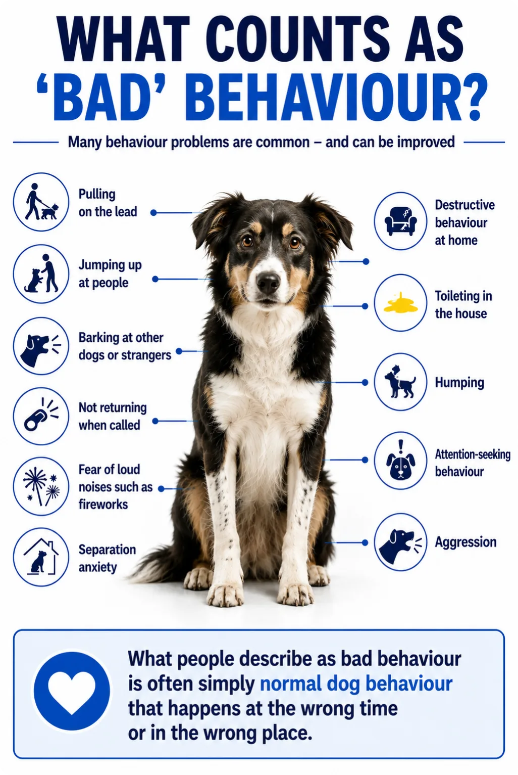 What Counts as ‘Bad’ Behaviour? What people describe as bad behaviour is often simply normal dog behaviour that happens at the wrong time or in the wrong place. Chewing objects can feel rewarding for dogs, even if the item happens to be your favourite shoes and chasing moving objects can be instinctive for some breeds. Understanding why a dog behaves a certain way is the first step to helping them learn better habits. Common behaviour concerns include: Pulling on the lead Jumping up at people Barking at other dogs or strangers Not returning when called Fear of loud noises such as fireworks Separation anxiety Destructive behaviour at home Toileting in the house Humping Attention-seeking behaviour Aggression