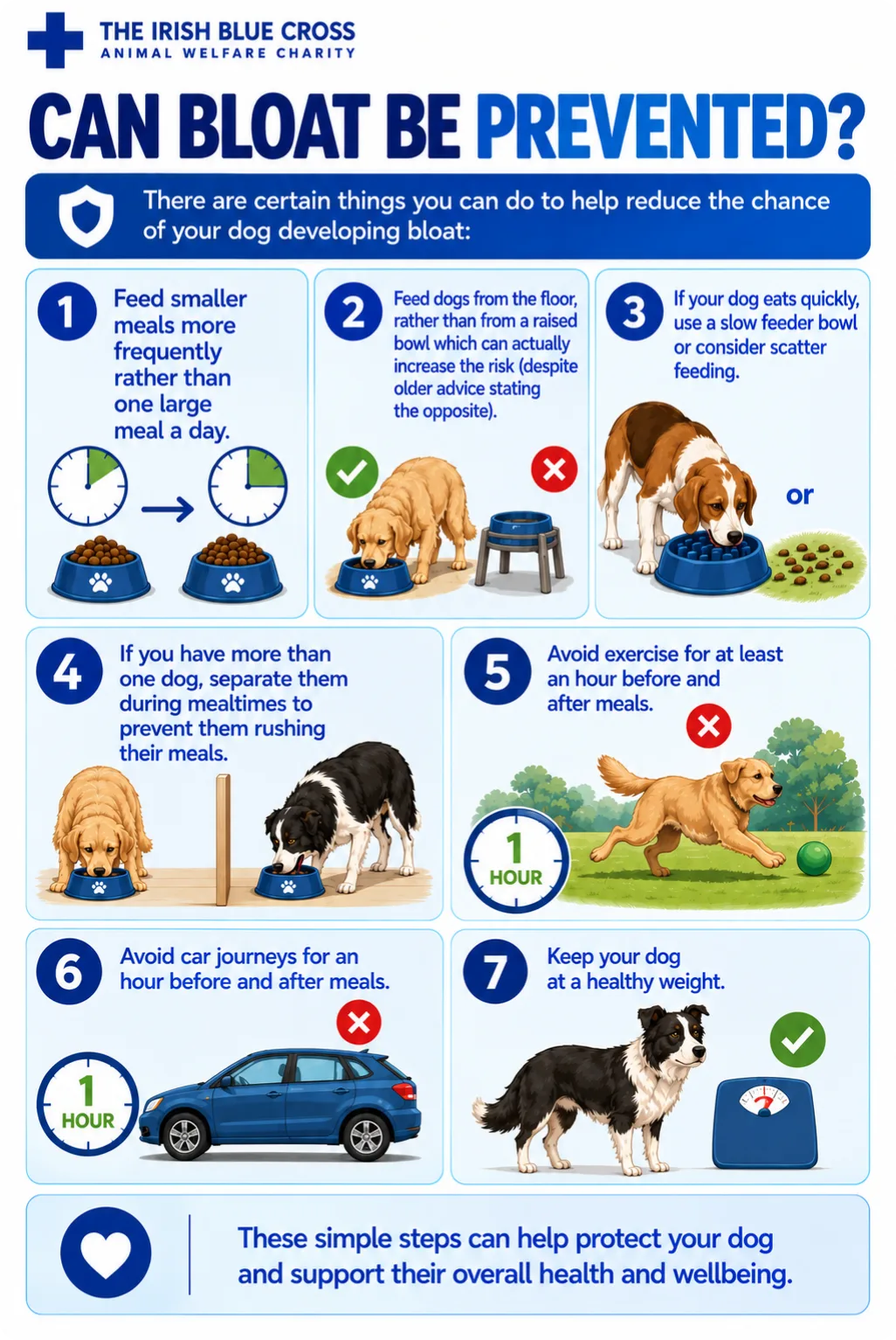 Can Bloat Be Prevented? There are certain things you can do to help reduce the chance of your dog developing bloat: Feed smaller meals more frequently rather than one large meal a day Feed dogs from the floor, rather than from a raised bowl which can actually increase the risk (despite older advice stating the opposite) If your dog eats quickly, use a slow feeder bowl or consider scatter feeding If you have more than one dog, separate them during mealtimes to prevent them rushing their meals Avoid exercise for at least an hour before and after meals Avoid car journeys for an hour before and after meals Keep your dog at a healthy weight