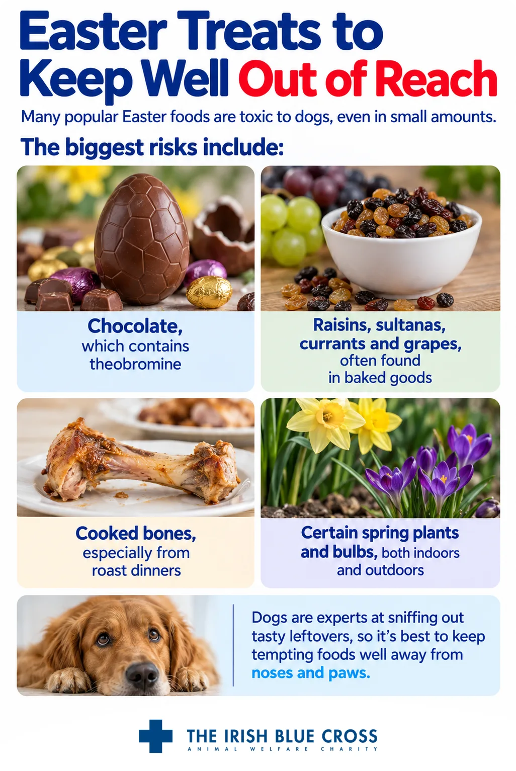Easter Treats to Keep Well Out of Reach Many popular Easter foods are toxic to dogs, even in small amounts. The biggest risks include: Chocolate, which contains theobromine Raisins, sultanas, currants and grapes, often found in baked goods Cooked bones, especially from roast dinners Certain spring plants and bulbs, both indoors and outdoors Dogs are experts at sniffing out tasty leftovers, so it’s best to keep tempting foods well away from noses and paws.