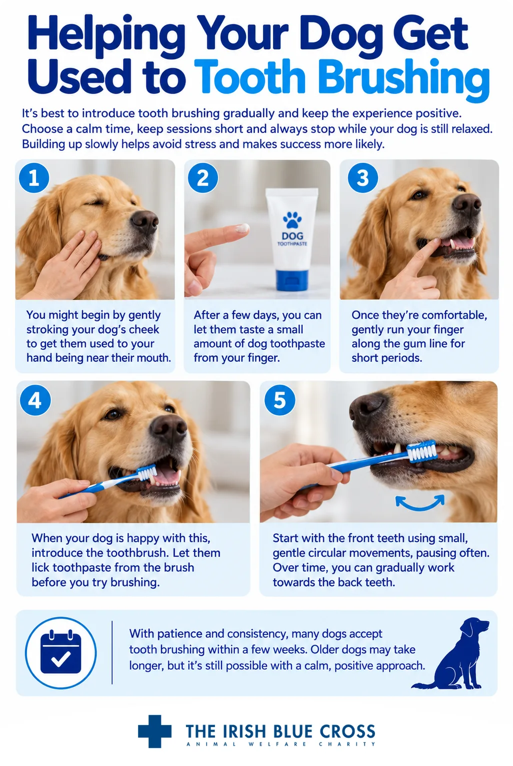 Helping Your Dog Get Used to Tooth Brushing It’s best to introduce tooth brushing gradually and keep the experience positive. Choose a calm time, keep sessions short and always stop while your dog is still relaxed. Building up slowly helps avoid stress and makes success more likely. You might begin by gently stroking your dog’s cheek to get them used to your hand being near their mouth. After a few days, you can let them taste a small amount of dog toothpaste from your finger. Once they’re comfortable, gently run your finger along the gum line for short periods. When your dog is happy with this, introduce the toothbrush. Let them lick toothpaste from the brush before you try brushing. Start with the front teeth using small, gentle circular movements, pausing often. Over time, you can gradually work towards the back teeth. With patience and consistency, many dogs accept tooth brushing within a few weeks. Older dogs may take longer, but it’s still possible with a calm, positive approach.