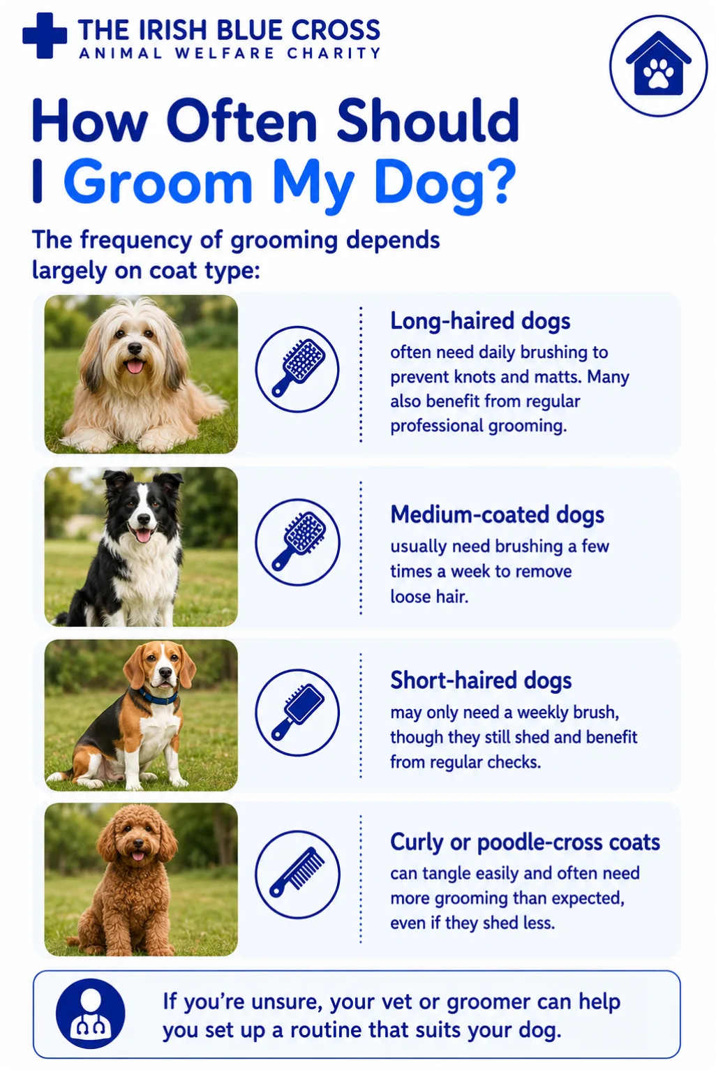 How Often Should I Groom My Dog?
The frequency of grooming depends largely on coat type:
Long-haired dogs often need daily brushing to prevent knots and matts. Many also benefit from regular professional grooming.
Medium-coated dogs usually need brushing a few times a week to remove loose hair.
Short-haired dogs may only need a weekly brush, though they still shed and benefit from regular checks.
Curly or poodle-cross coats can tangle easily and often need more grooming than expected, even if they shed less.
If you’re unsure, your vet or groomer can help you set up a routine that suits your dog.
