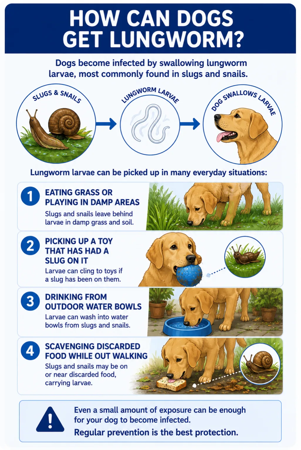 How do dogs get lungworm? Dogs become infected by swallowing lungworm larvae, most commonly found in slugs and snails when they: eats grass or play in damp areas pick up a toy that has had a slug on it drink from outdoor water bowls scavenge discarded food while out walking Once ingested, the larvae mature inside the dog. Adult worms then move through the body and begin producing more larvae, which are passed out in the dog’s faeces. These larvae can infect more slugs and snails, allowing the cycle to continue. Dogs cannot pass lungworm directly to other dogs, but the infection can spread quickly through the environment.