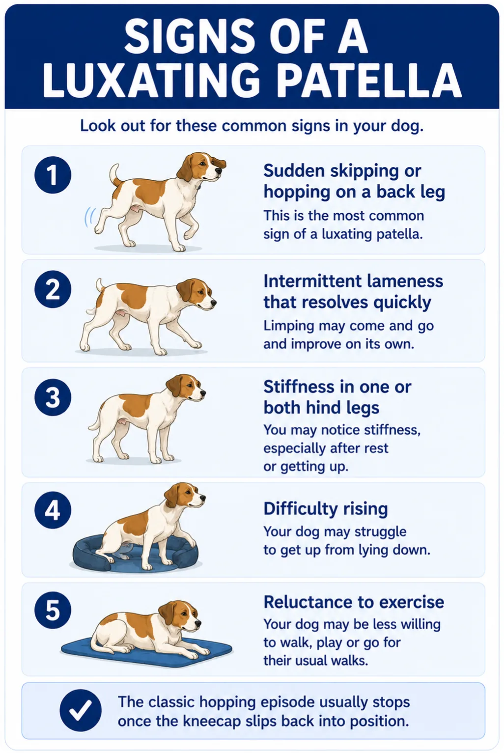 Symptoms Signs often appear before dogs are a year old, although some dogs are diagnosed later. Common symptoms include: Sudden skipping or hopping on a back leg for a few steps Intermittent lameness that resolves quickly Stiffness in one or both hind legs Difficulty rising or reluctance to exercise in more advanced cases The classic hopping episode usually stops once the kneecap slips back into position.