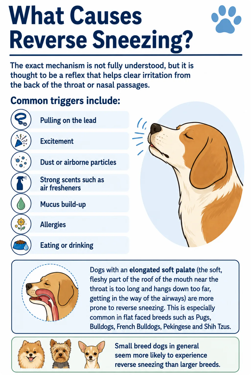 What Causes Reverse Sneezing?
The exact mechanism is not fully understood, but it is thought to be a reflex that helps clear irritation from the back of the throat or nasal passages.
Common triggers include:
Pulling on the lead
Excitement
Dust or airborne particles
Strong scents such as air fresheners
Mucus build-up
Allergies
Eating or drinking
Dogs with an elongated soft palate (the soft, fleshy part of the roof of the mouth near the throat is too long and hangs down too far, getting in the way of the airways) are more prone to reverse sneezing. This is especially common in flat faced breeds such as Pugs, Bulldogs, French Bulldogs, Pekingese and Shih Tzus.
Small breed dogs in general seem more likely to experience reverse sneezing than larger breeds.