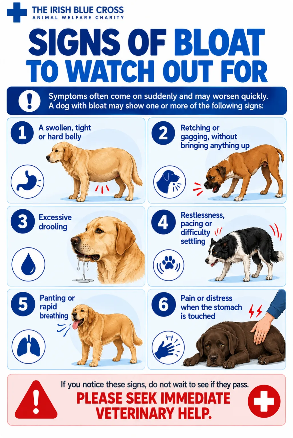 Signs of Bloat to Watch Out For Symptoms often come on suddenly and may worsen quickly. A dog with bloat may show one or more of the following signs: A swollen, tight or hard belly Retching or gagging, without bringing anything up Excessive drooling Restlessness, pacing or difficulty settling Panting or rapid breathing Pain or distress when the stomach is touched If you notice these signs, do not wait to see if they pass. Please seek immediate veterinary help.