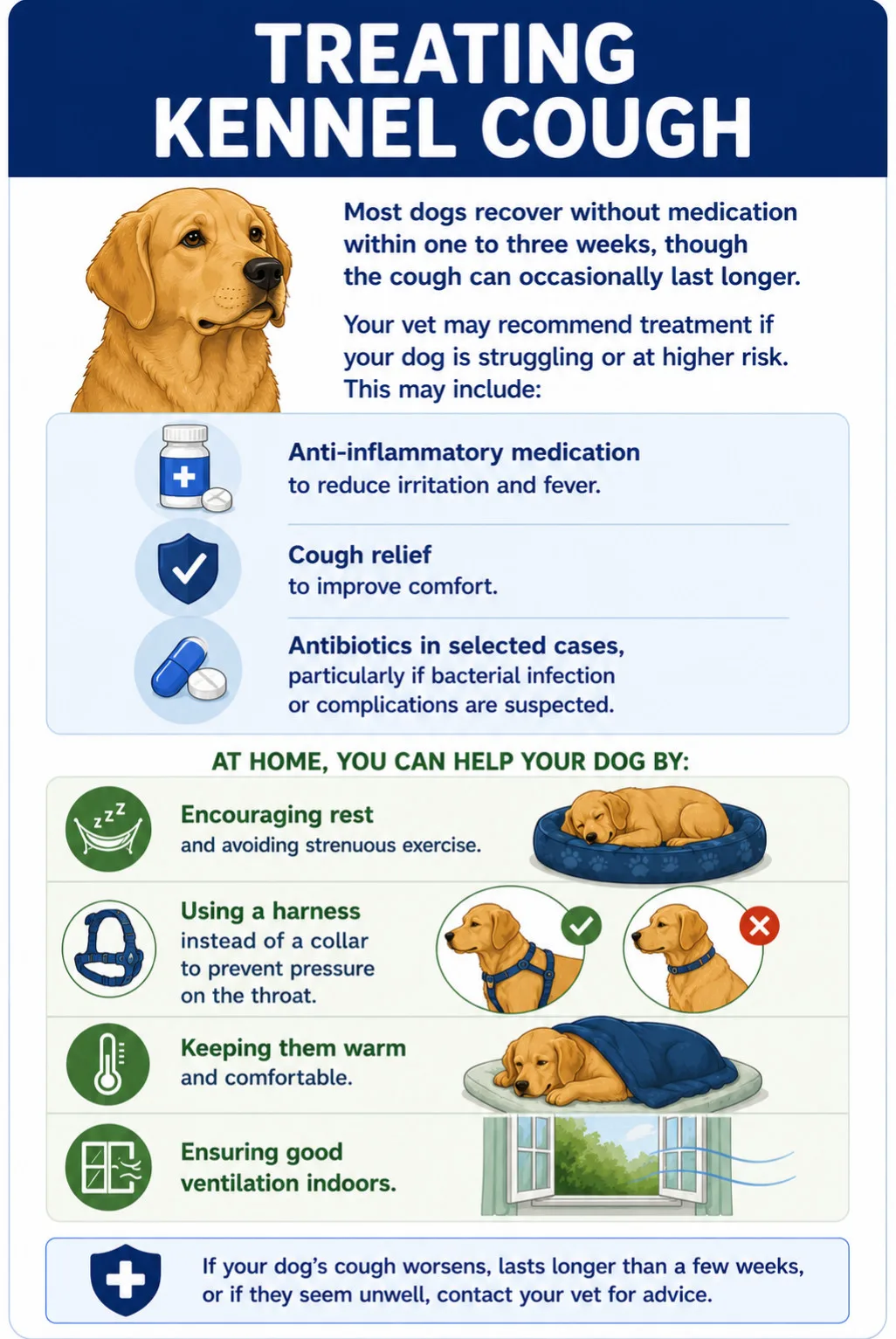 Treating Kennel Cough Most dogs recover without medication within one to three weeks, though the cough can occasionally last longer. Your vet may recommend treatment if your dog is struggling or at higher risk. This may include: Anti-inflammatory medication to reduce irritation and fever Cough relief to improve comfort Antibiotics in selected cases, particularly if bacterial infection or complications are suspected At home, you can help your dog by: Encouraging rest and avoiding strenuous exercise Using a harness instead of a collar to prevent pressure on the throat Keeping them warm and comfortable Ensuring good ventilation indoors