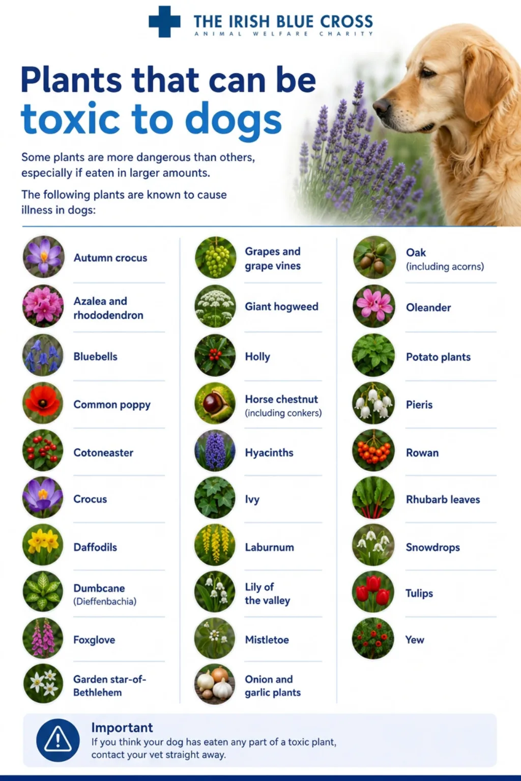 Plants that can be toxic to dogs Some plants are more dangerous than others, especially if eaten in larger amounts. The following plants are known to cause illness in dogs: Autumn crocus Azalea and rhododendron Bluebells Common poppy Cotoneaster Crocus Daffodils Dumbcane (Dieffenbachia) Foxglove Garden star-of-Bethlehem Grapes and grape vines Giant hogweed Holly Horse chestnut (including conkers) Hyacinths Ivy Laburnum Lily of the valley Mistletoe Onion and garlic plants Oak (including acorns) Oleander Potato plants Pieris Rowan Rhubarb leaves Snowdrops Tulips Yew