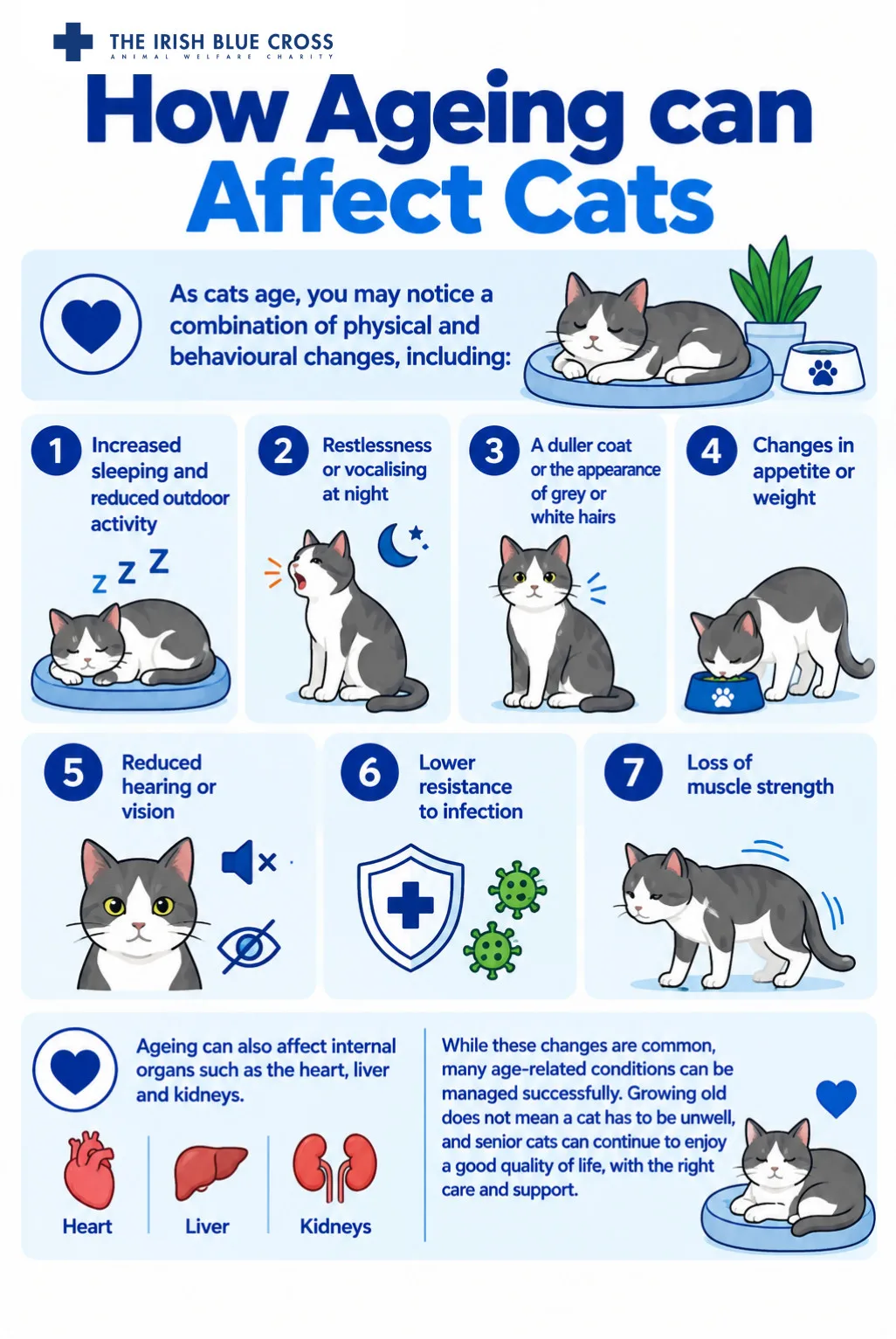 Infographic titled “How Ageing can Affect Cats” explaining common physical and behavioural changes in older cats. Signs include increased sleeping and reduced outdoor activity, restlessness or vocalising at night, a duller coat or grey and white hairs, changes in appetite or weight, reduced hearing or vision, lower resistance to infection, and loss of muscle strength. It also explains that ageing can affect internal organs such as the heart, liver and kidneys, and that many age-related conditions can be managed successfully with appropriate care and support.
