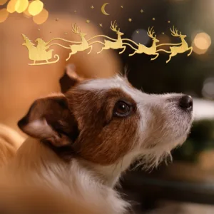 The Irish Blue Cross Christmas Cards 2026