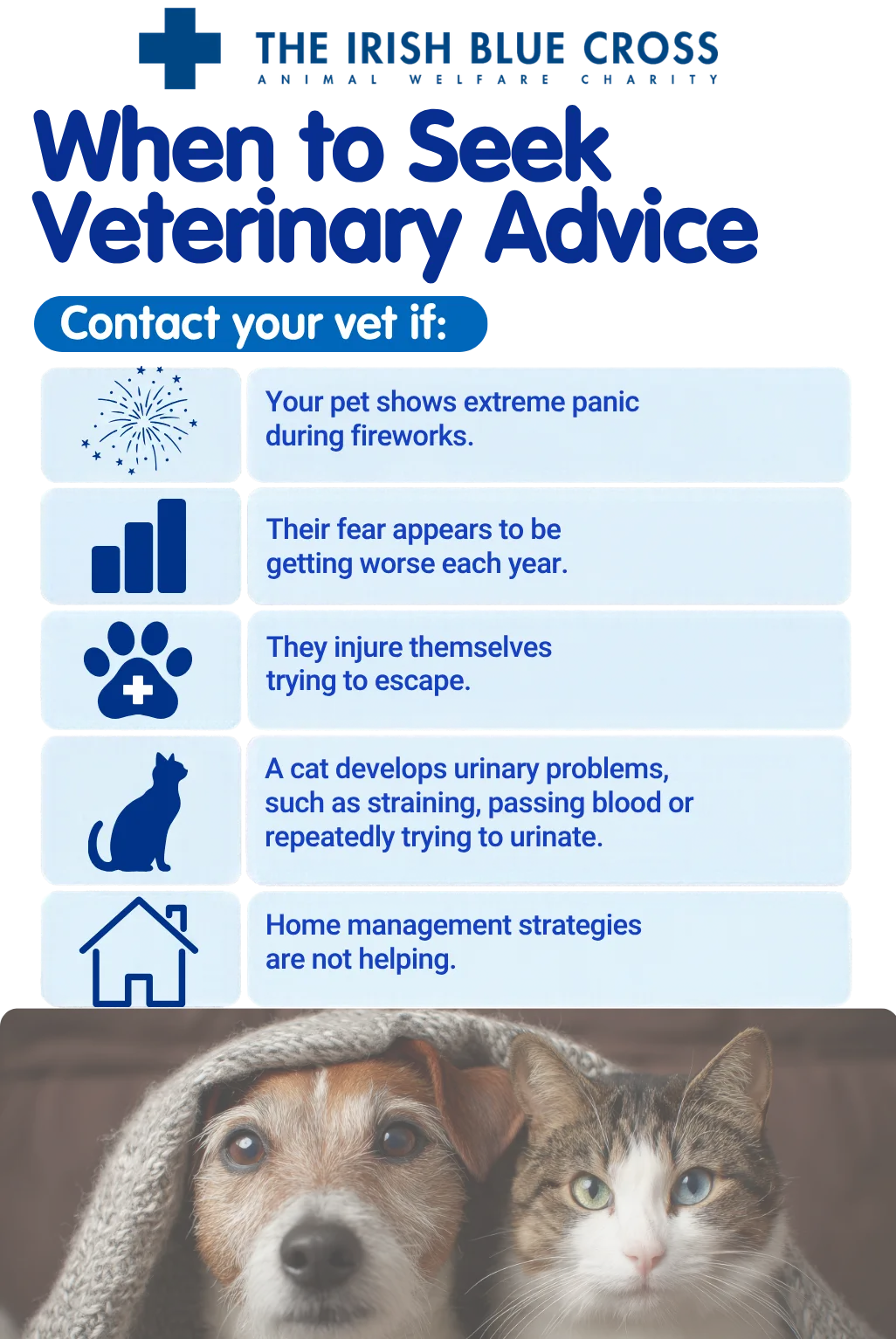 When to Seek Veterinary Advice

Contact your vet if:

Your pet shows extreme panic during fireworks.
Their fear appears to be getting worse each year.
They injure themselves trying to escape.
A cat develops urinary problems, such as straining, passing blood or repeatedly trying to urinate.
Home management strategies are not helping.